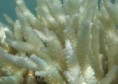 /album/photogallery/coral-bleaching-jpg/